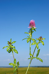 Image showing Flowering clover plant