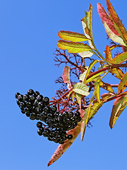 Image showing Black elder berries