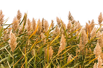 Image showing Green reeds over white