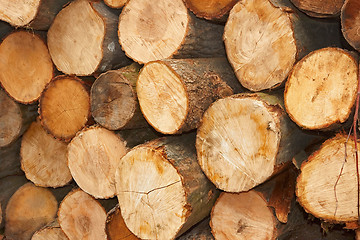Image showing Sliced wooden logs