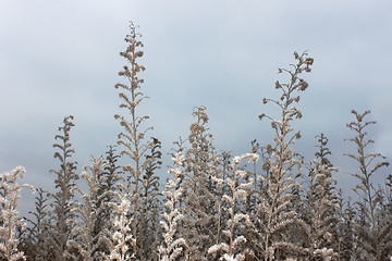 Image showing Herbal autumn texture