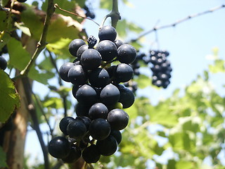 Image showing Black grapes