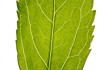 Image showing part of green leaf in close up