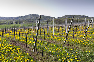 Image showing vineyard with dandelion