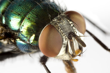 Image showing house fly in extreme close up