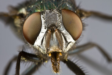 Image showing frontal shot of house fly