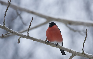 Image showing Male bullfinch