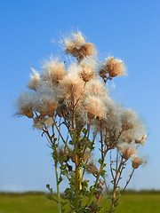 Image showing Thistle plant with seeds