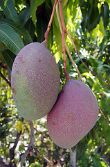 Image showing Mango