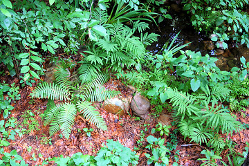 Image showing Ferns in Forest