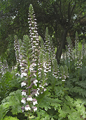 Image showing white flowers