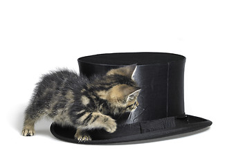 Image showing kitten hiding behind a top hat