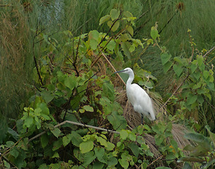 Image showing little egret in green vegetation