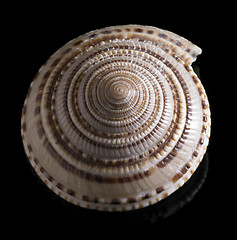 Image showing snail house closeup