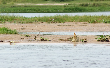 Image showing Nile crocodile waterside