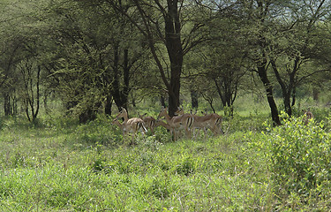 Image showing Gazelles under a tree