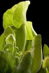 Image showing carnivorous plant detail