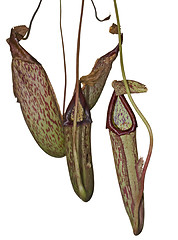 Image showing carnivorous plant detail