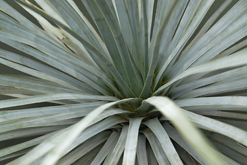 Image showing succulent plant detail