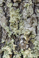 Image showing lichen on bark