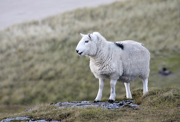 Image showing sheep at the coast closeup