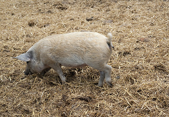 Image showing Domestic Pig and manure