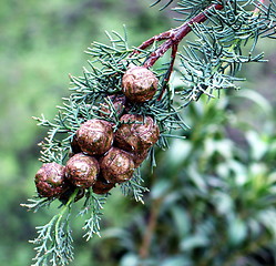 Image showing Cypress tree cones