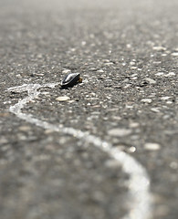 Image showing dried up slug on a street