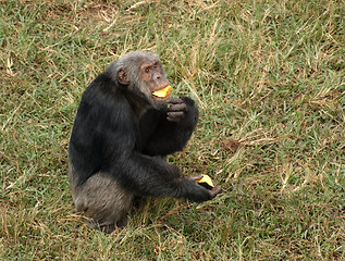 Image showing chimpanzee eating on grassy ground