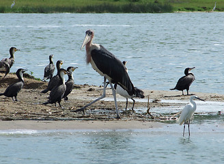 Image showing Marabou and other birds in Africa