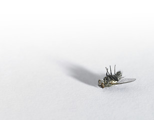 Image showing dead fly in light back