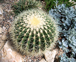 Image showing cacti and succulents