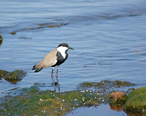 Image showing Spur-winged Lapwing in Africa