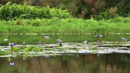 Image showing Lake Victoria near Entebbe