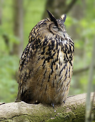 Image showing Eurasian Eagle-owl