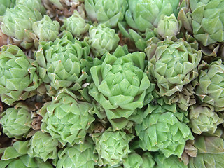 Image showing succulent plant detail