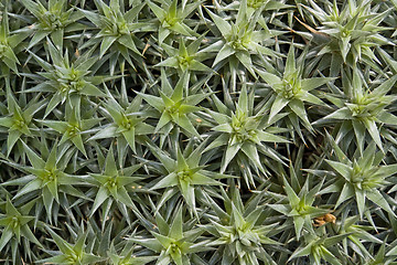 Image showing succulent plants background