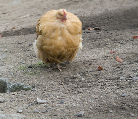 Image showing brown chicken