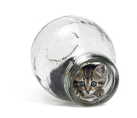 Image showing kitten looking out of a glass bottle