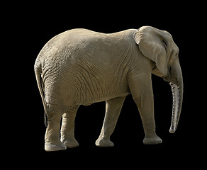 Image showing african elephant