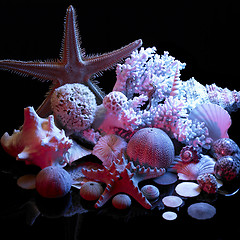 Image showing sea life arrangement