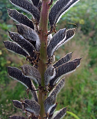 Image showing hairy sheet rope and stalk