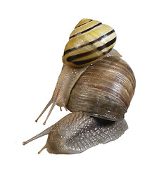 Image showing two snails on each other