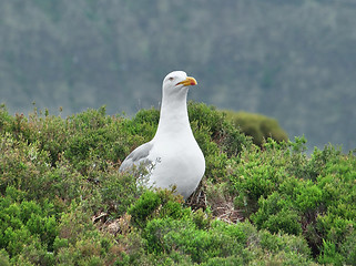 Image showing seagull