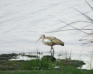 Image showing waterside scenery with Hadada Ibis