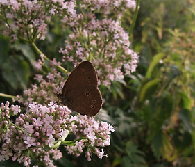 Image showing Satyrini butterfly in sunny vegetation