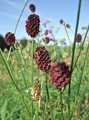 Image showing Great Burnet in sunny ambiance