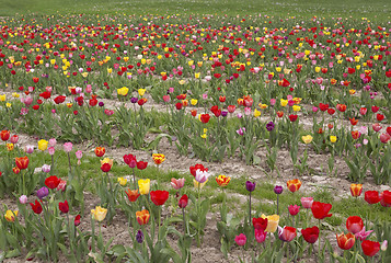 Image showing colorful field of tulips