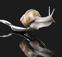 Image showing Grapevine snail on fork