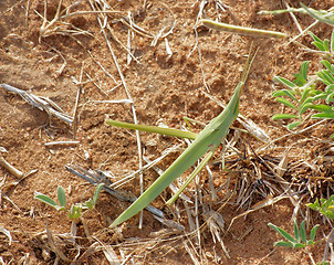 Image showing grasshopper in Africa